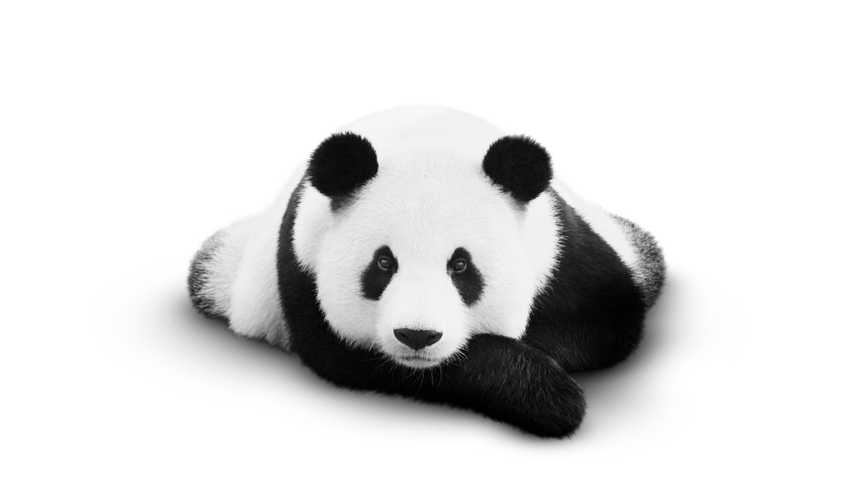 Makaava Panda